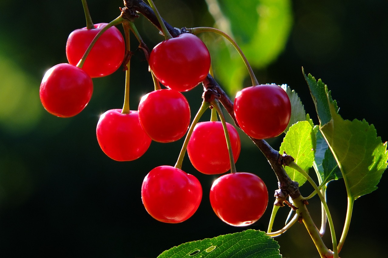 Tips om je fruitbomen te voeden voor een rijke oogst