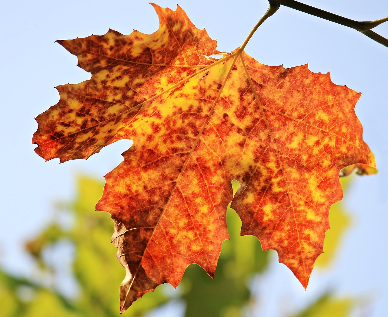 Oranje en rode herfstplanten sieren je lentetuin.