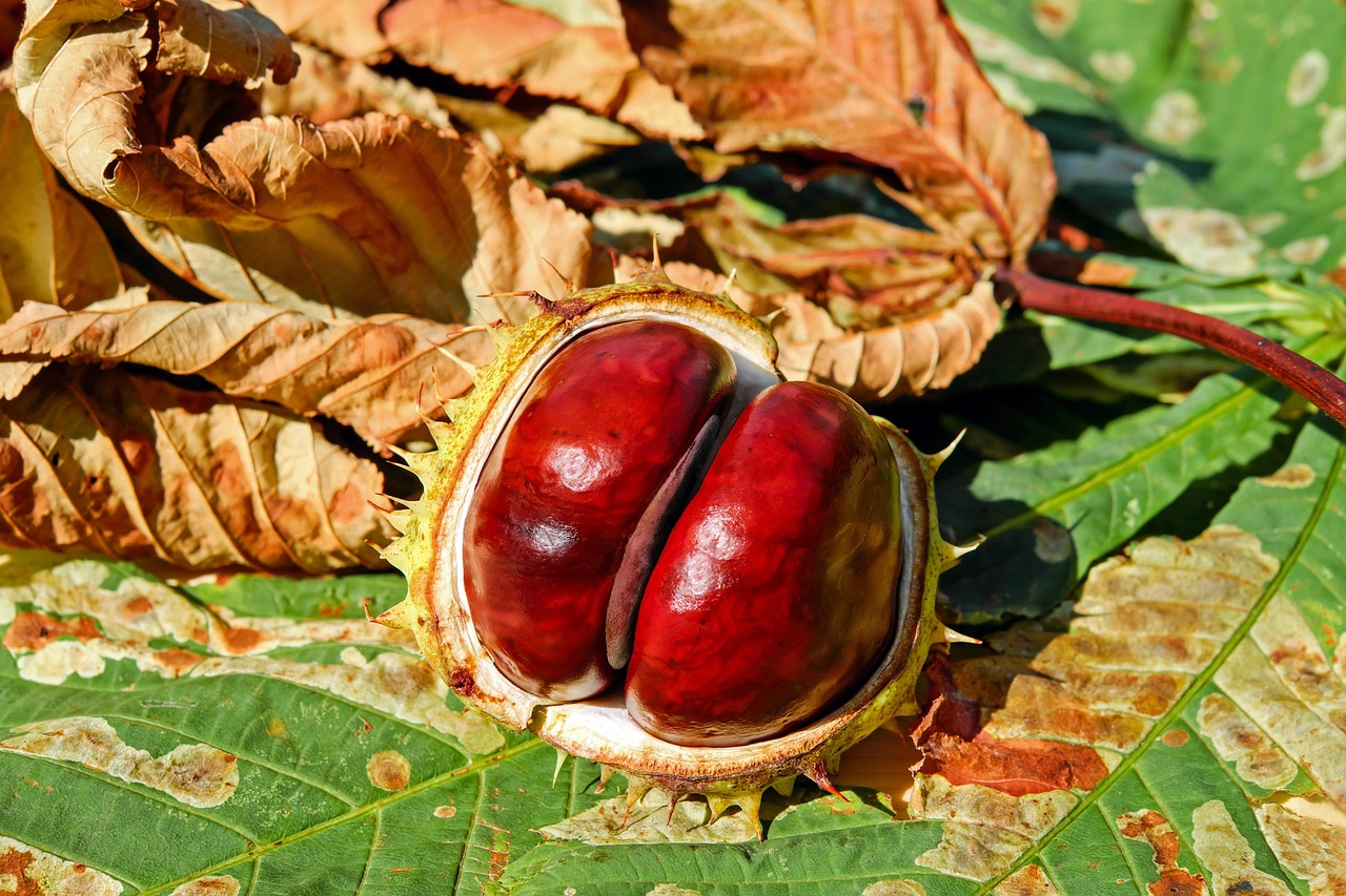 Gele herfstplanten accentueren lentetuin met levendige tinten.