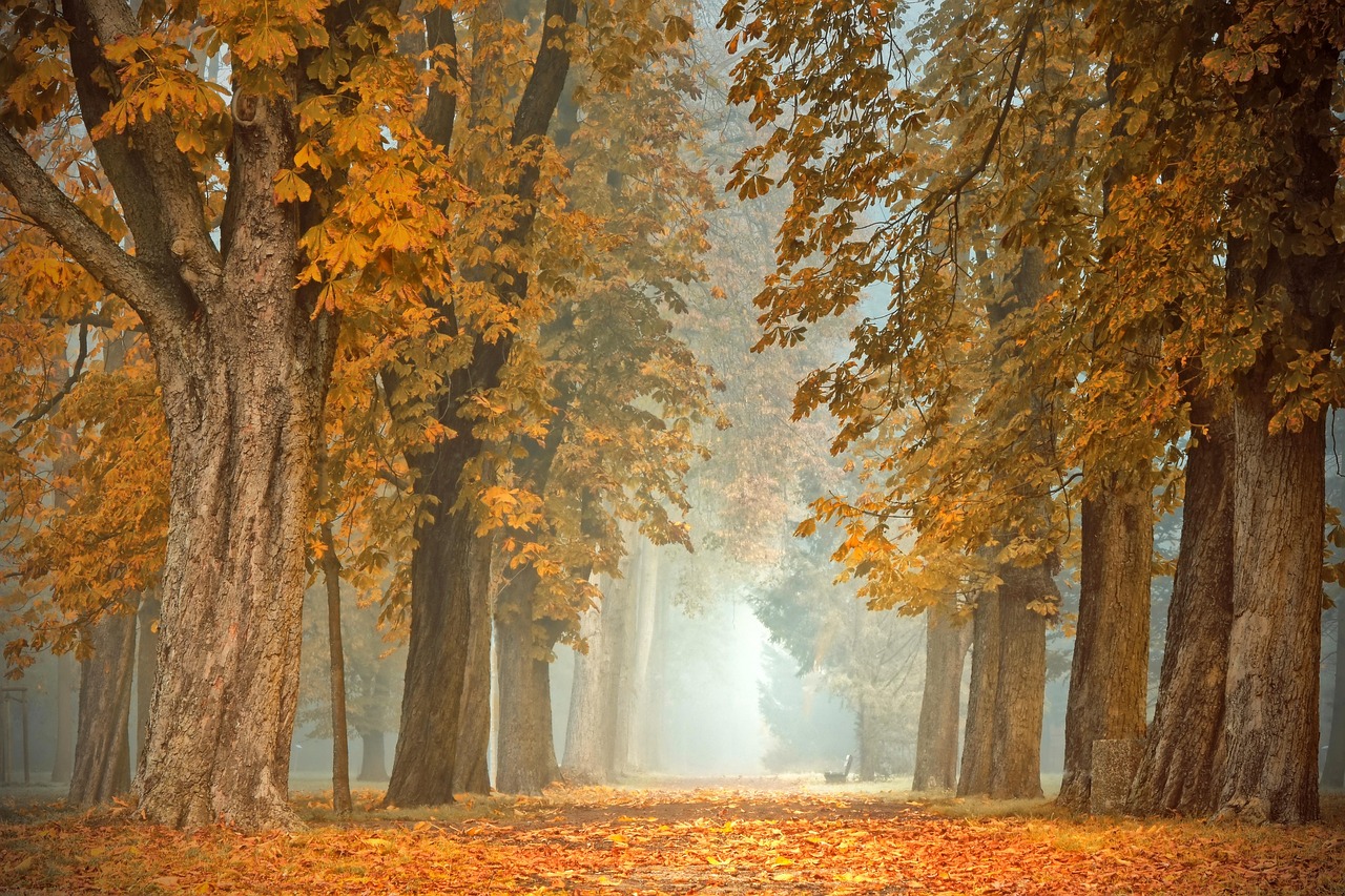 Romantische patronen verstrengeld met herfsttinten. Romantische patronen verstrengeld met herfsttinten.